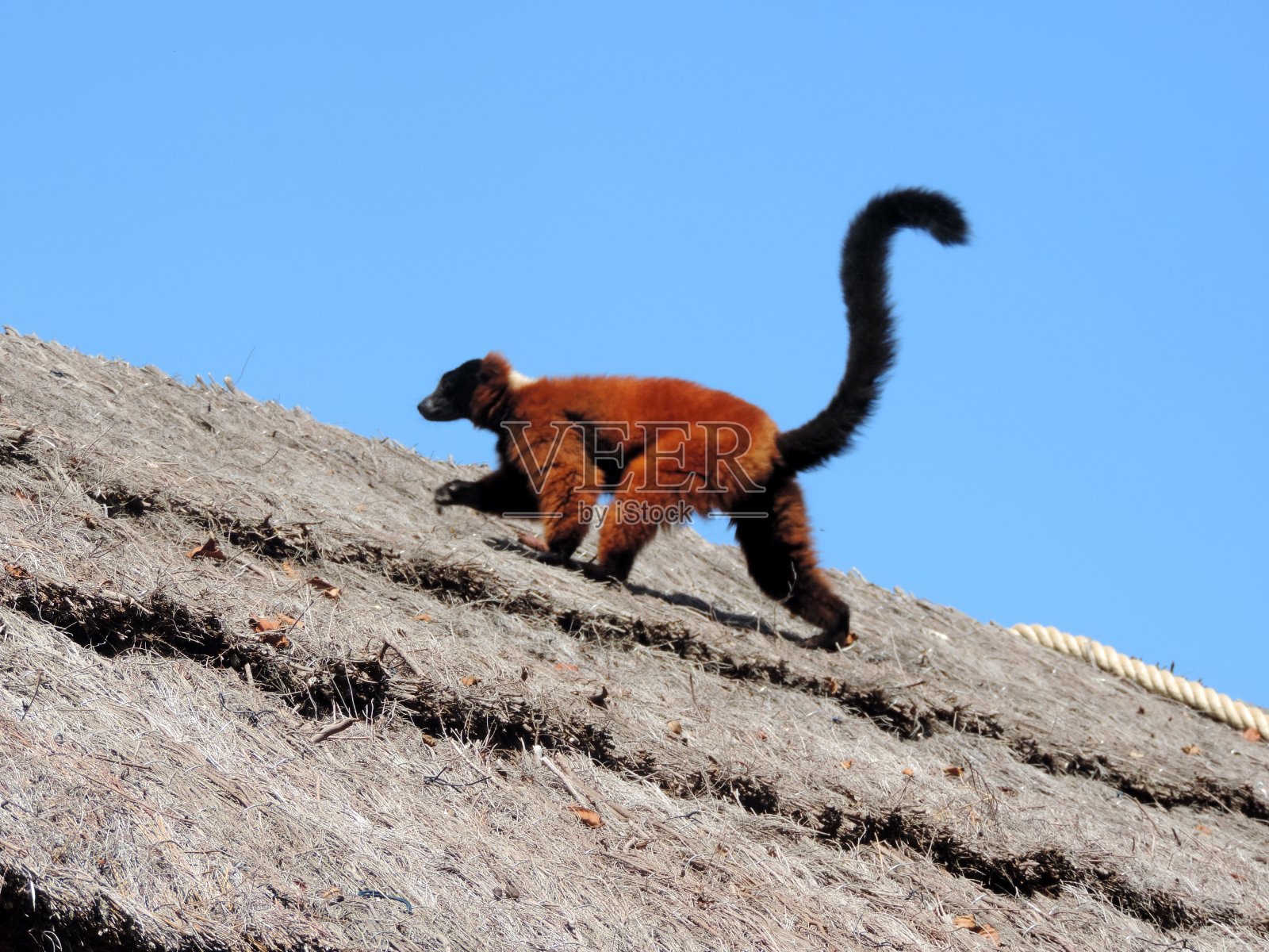 狐猴照片摄影图片