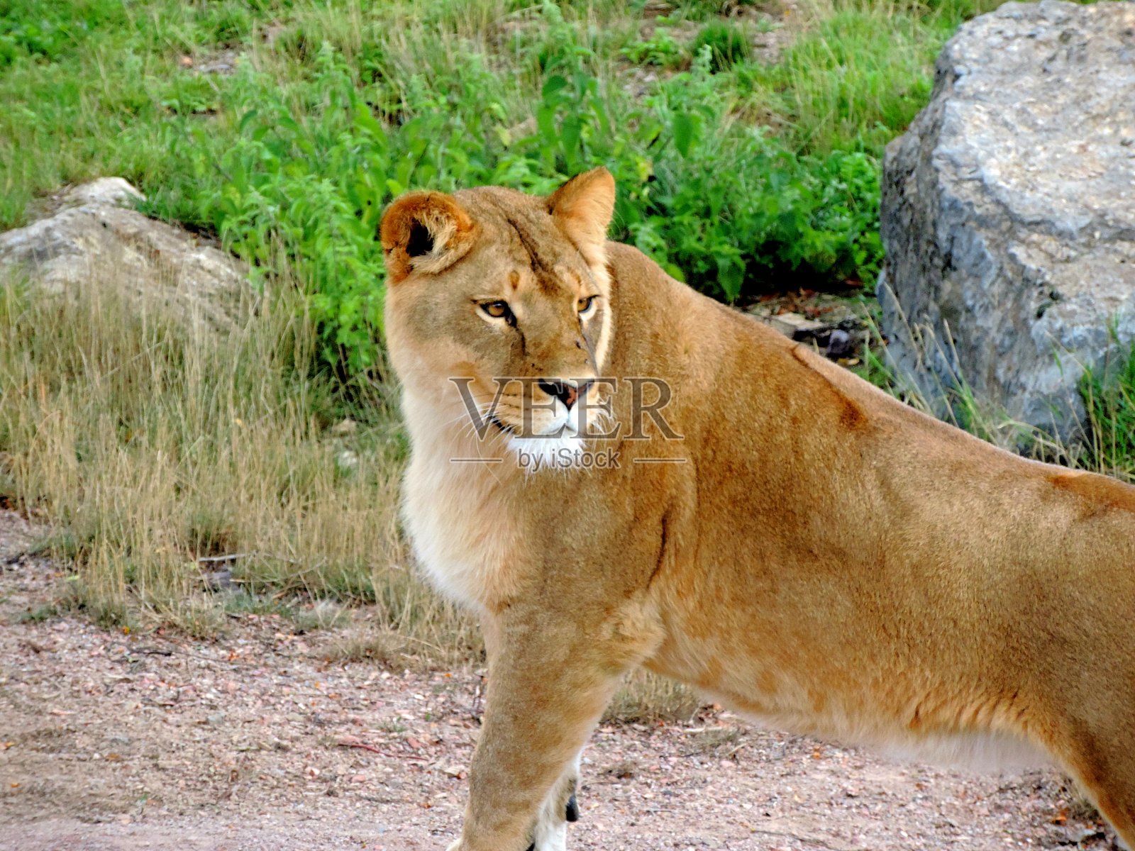 母狮照片摄影图片
