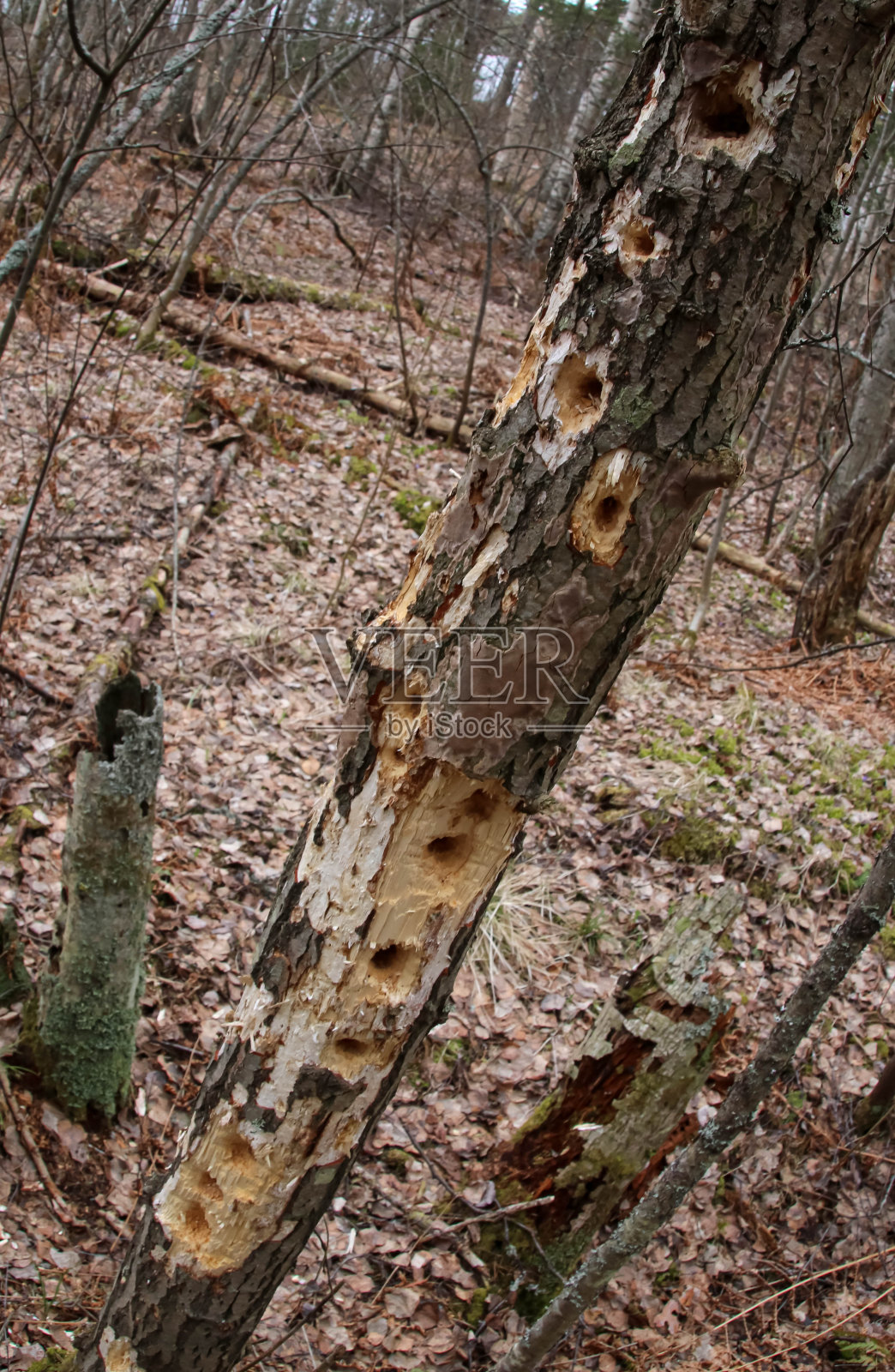 森林里啄木鸟的饲养者照片摄影图片