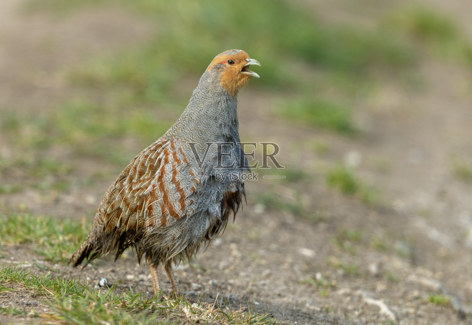 男性灰色鹧鸪照片摄影图片