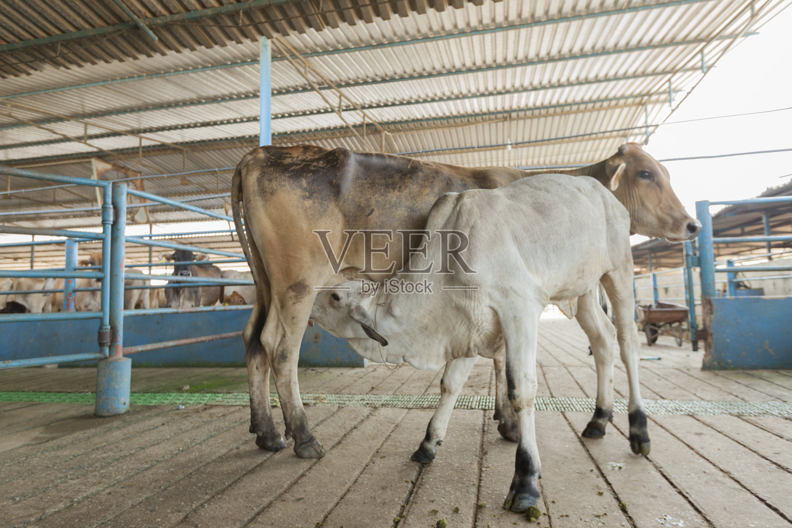 母牛正在吮吸她的小牛照片摄影图片