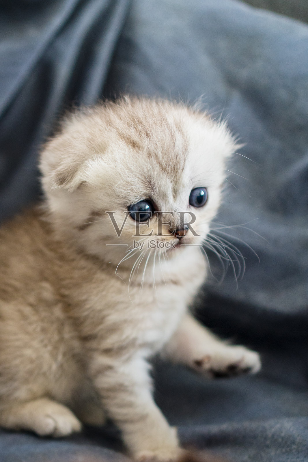 英国短毛小猫照片摄影图片
