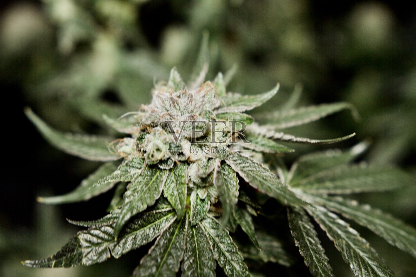 大麻芽的特写照片摄影图片