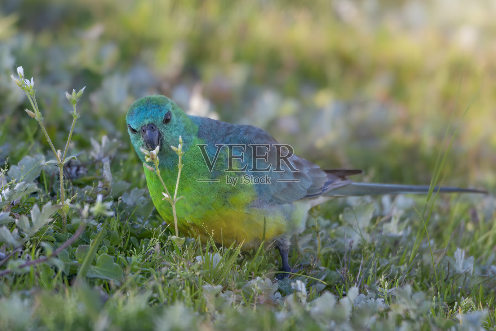 红作鹦鹉(Psephotus haematonotus)照片摄影图片