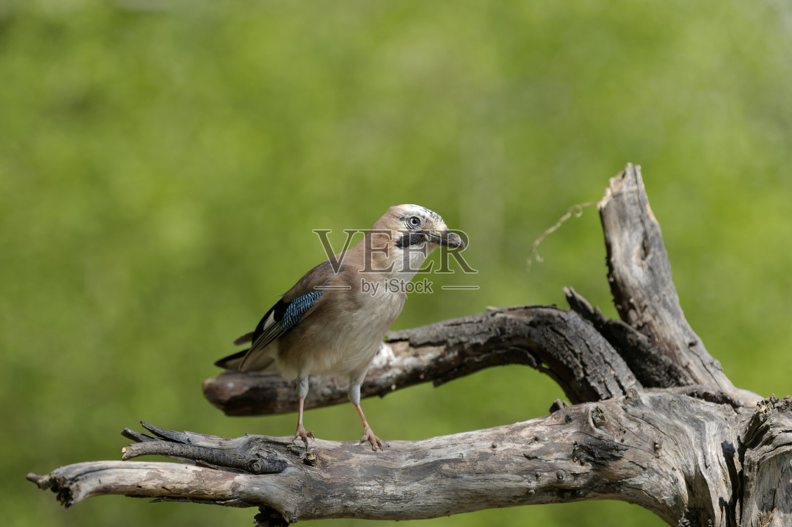 杰伊(Grarrulus glandarius)照片摄影图片