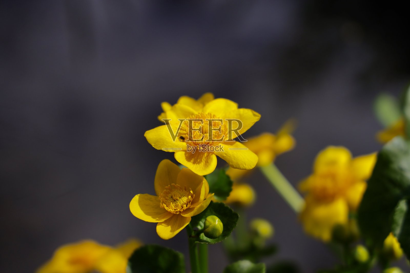 黄色的沼泽金盏花在春天开放。照片摄影图片