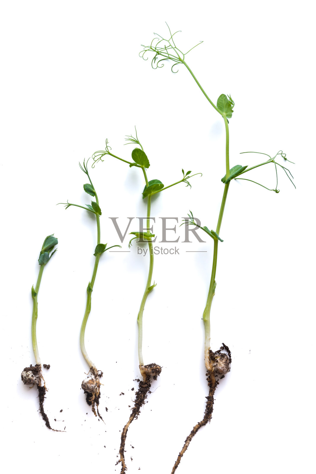 不同生长阶段的微型绿色豌豆芽在白色背景下排成一行照片摄影图片