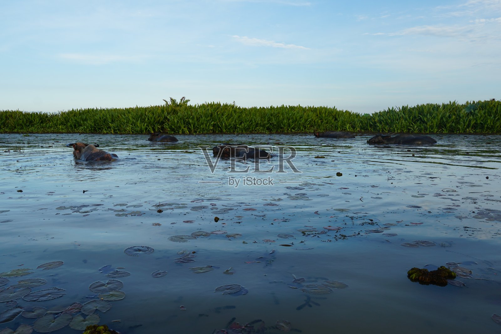 塔莱，我们是帕塔隆省的水鸟公园。照片摄影图片
