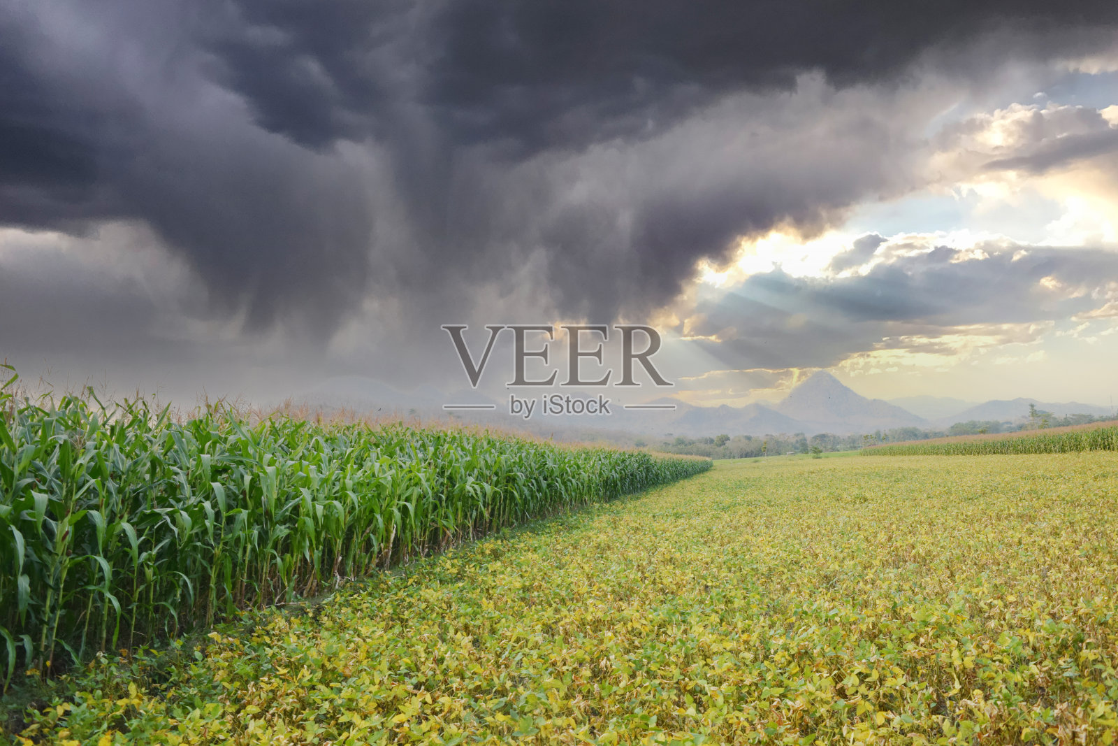 田里有玉米秸秆的农村农田照片摄影图片