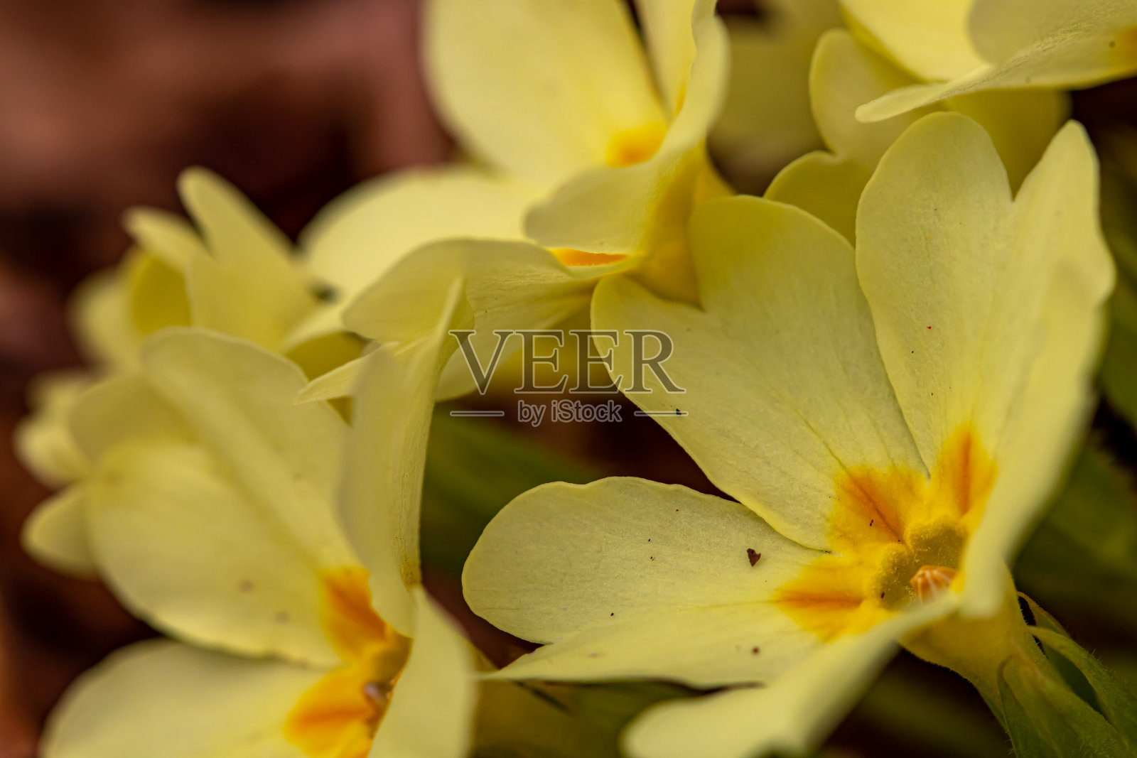 早晨，森林里有一束报春花照片摄影图片