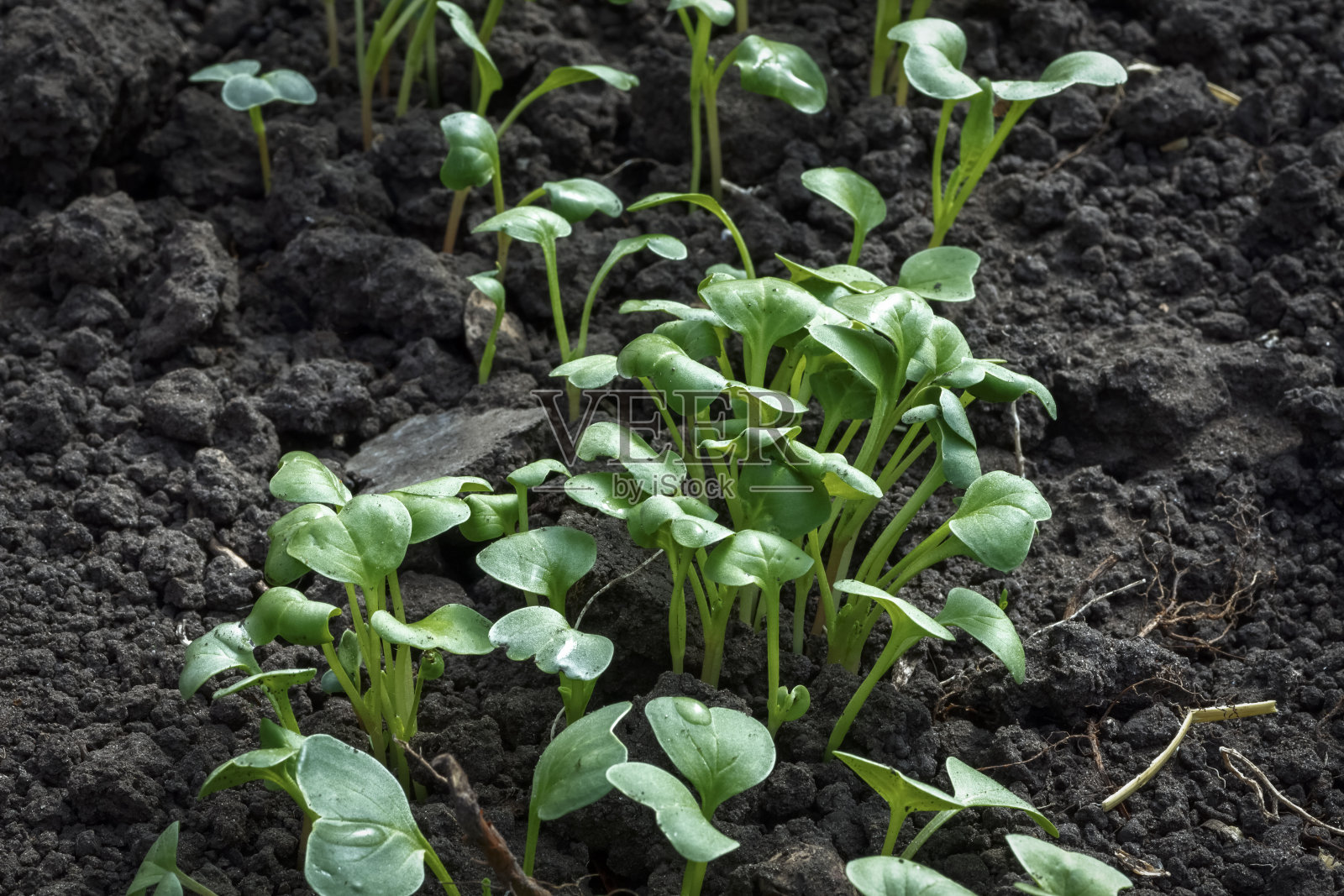 一畦小萝卜照片摄影图片