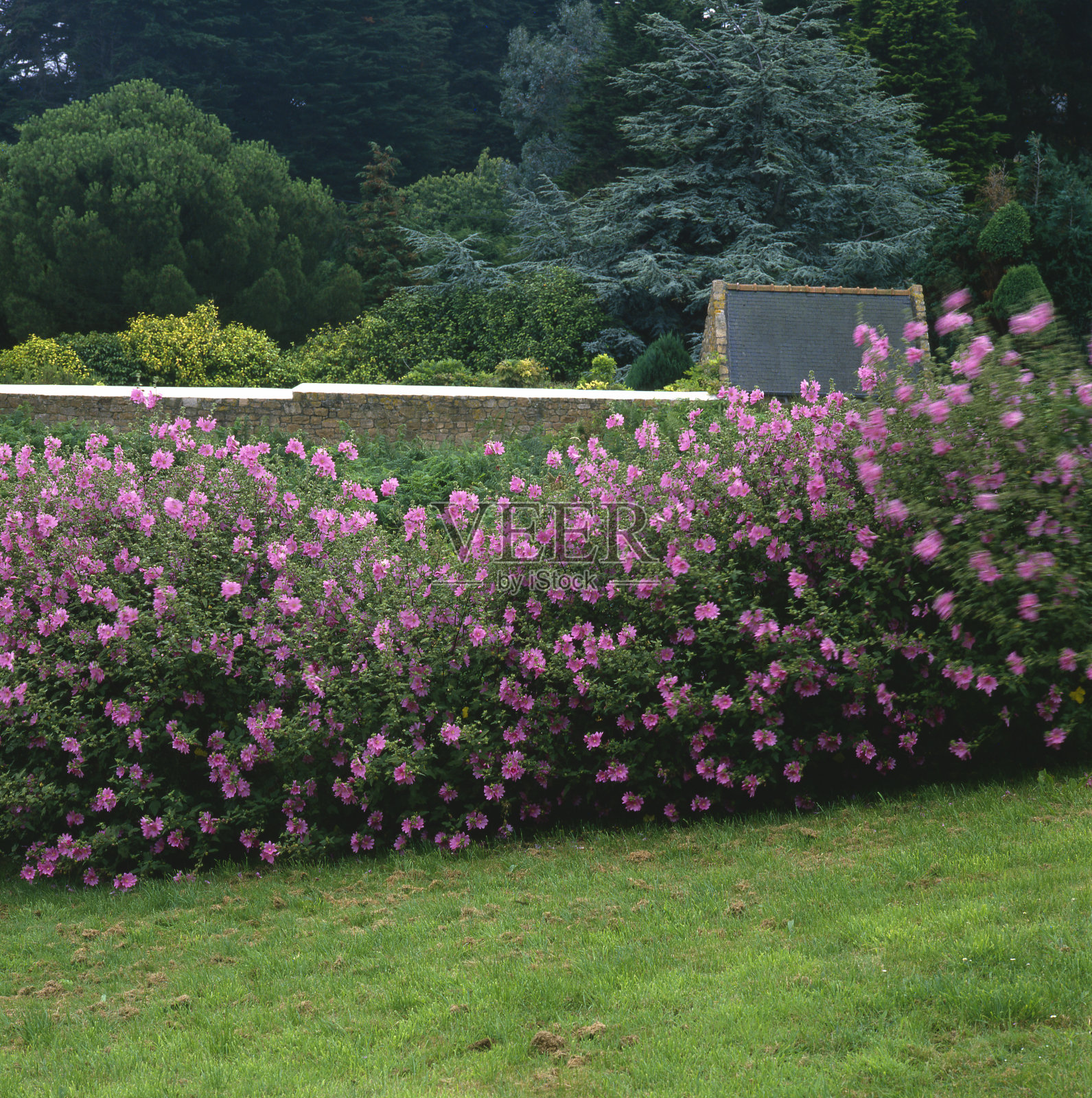 花园树锦葵照片摄影图片