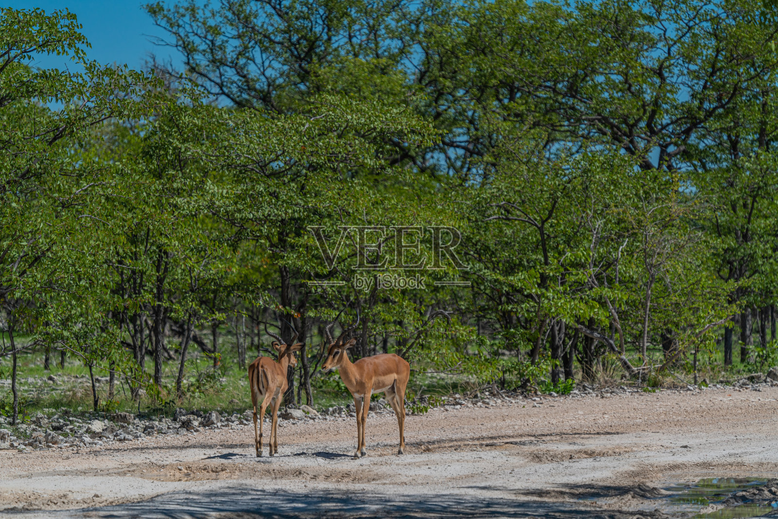 在埃托沙国家公园，两只黑脸黑斑羚停在森林旁边的路上照片摄影图片