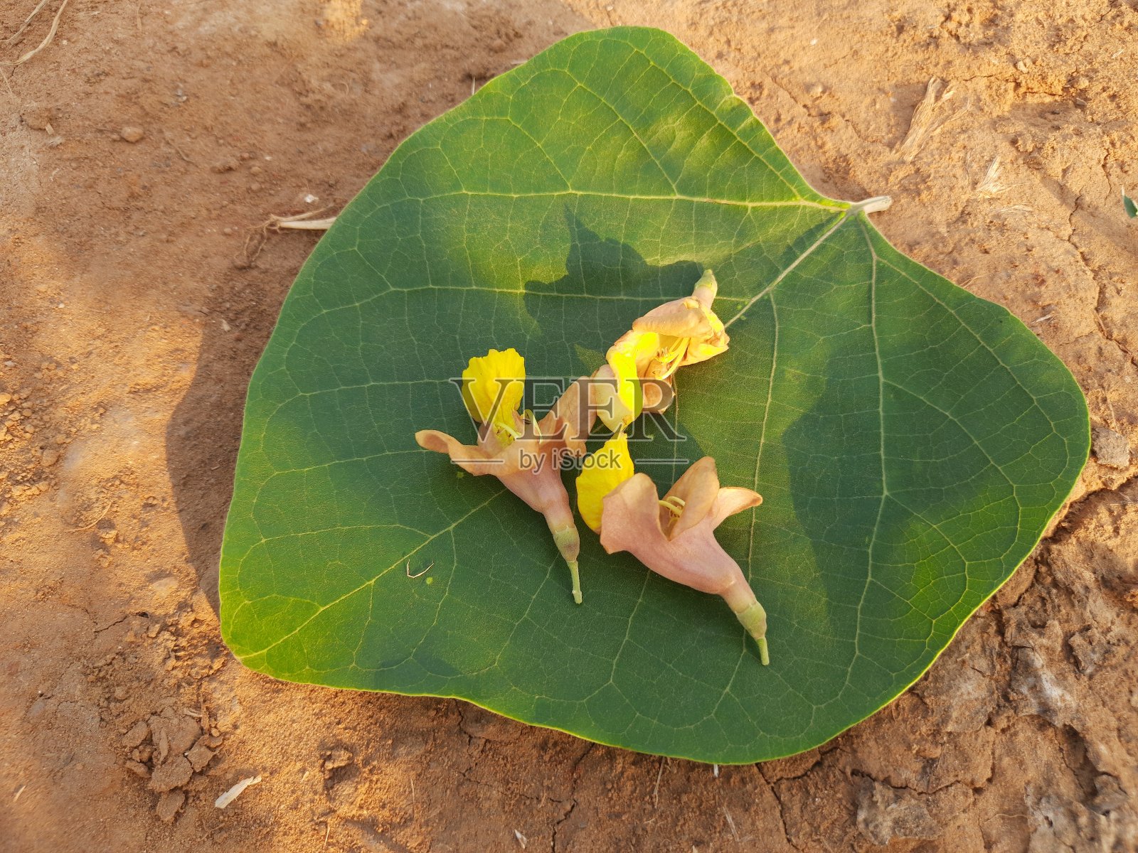绿色叶子上的花。照片摄影图片
