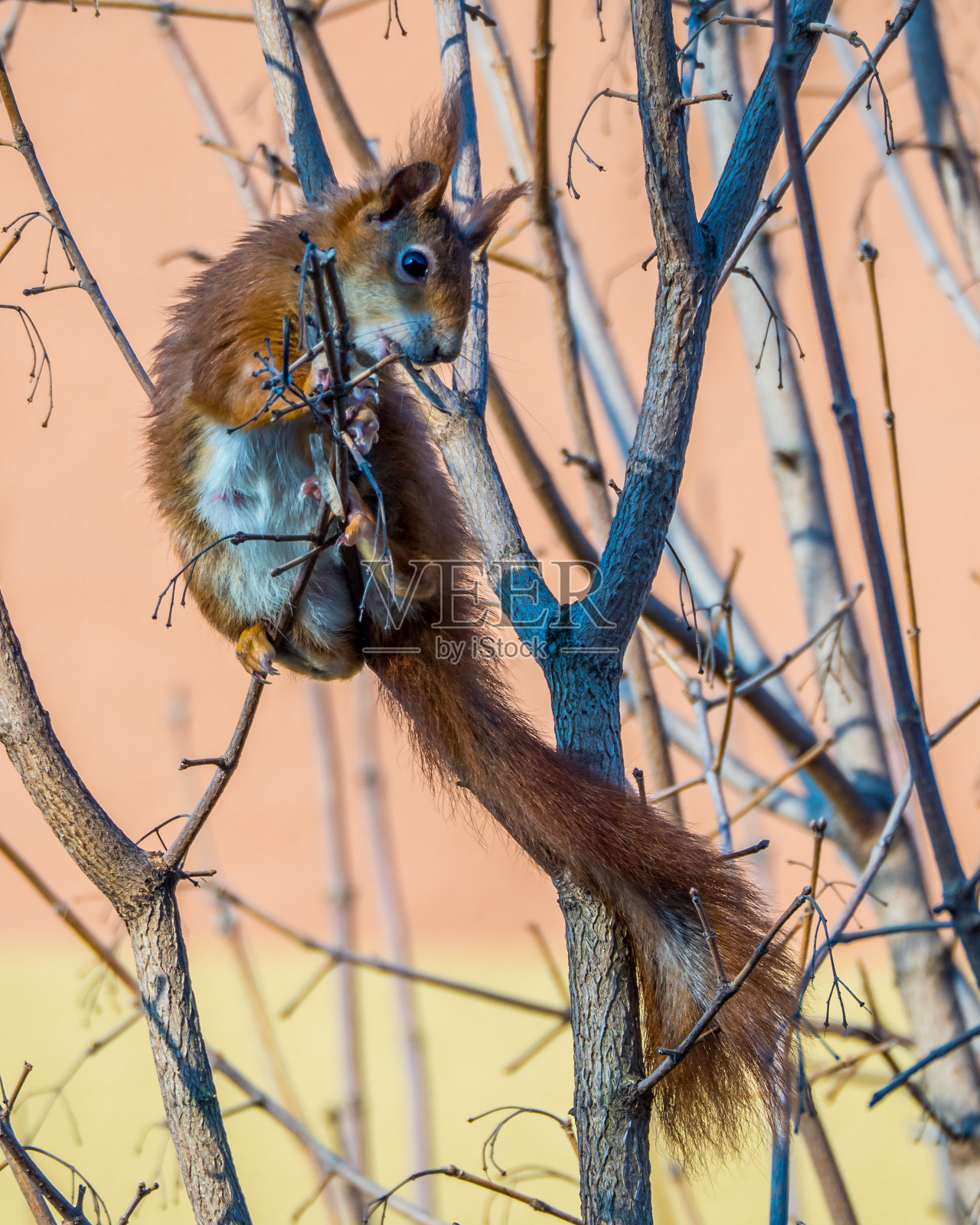 松鼠在吃枫树的种子，特写照片摄影图片