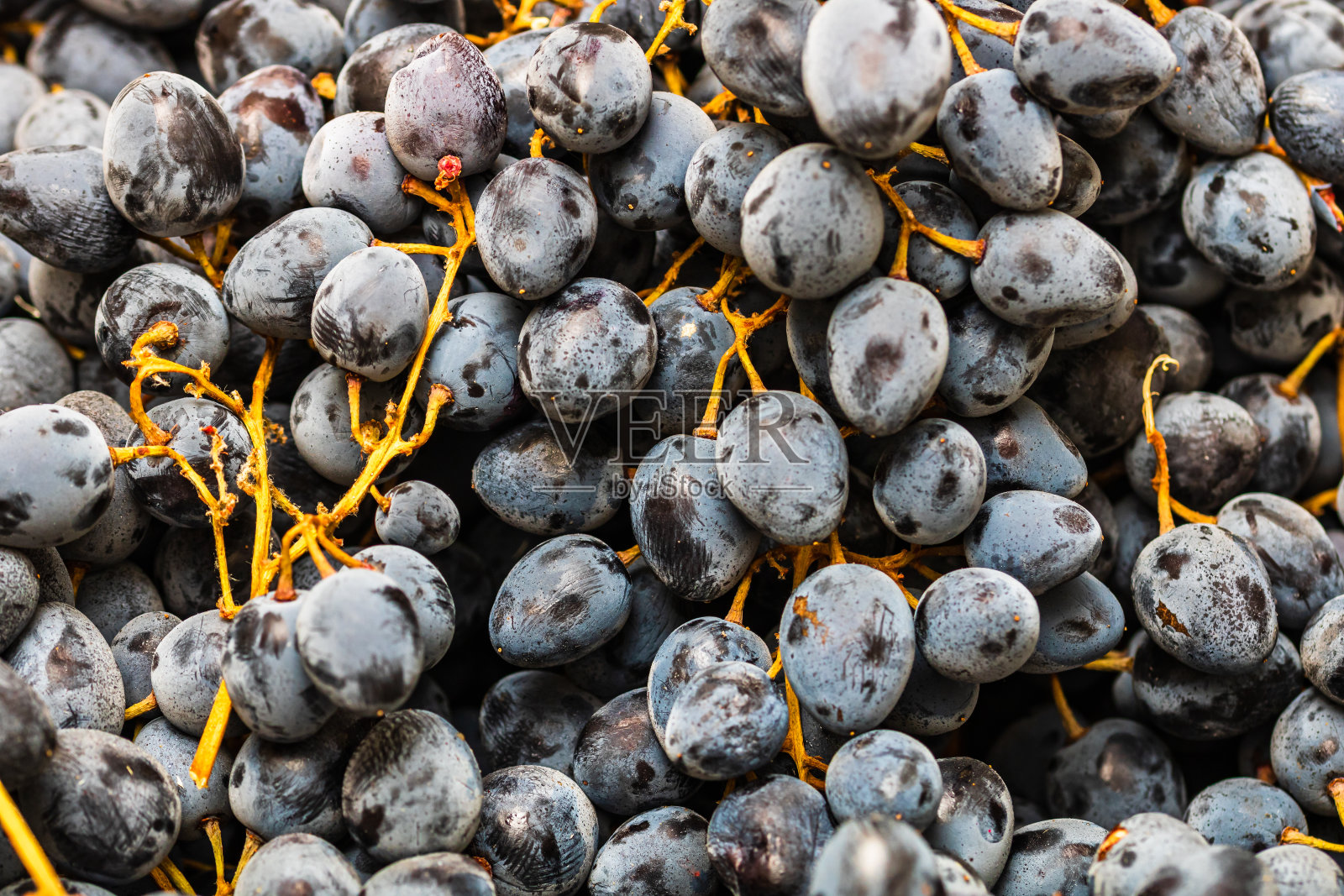 接近成熟的葡萄，葡萄的背景。照片摄影图片