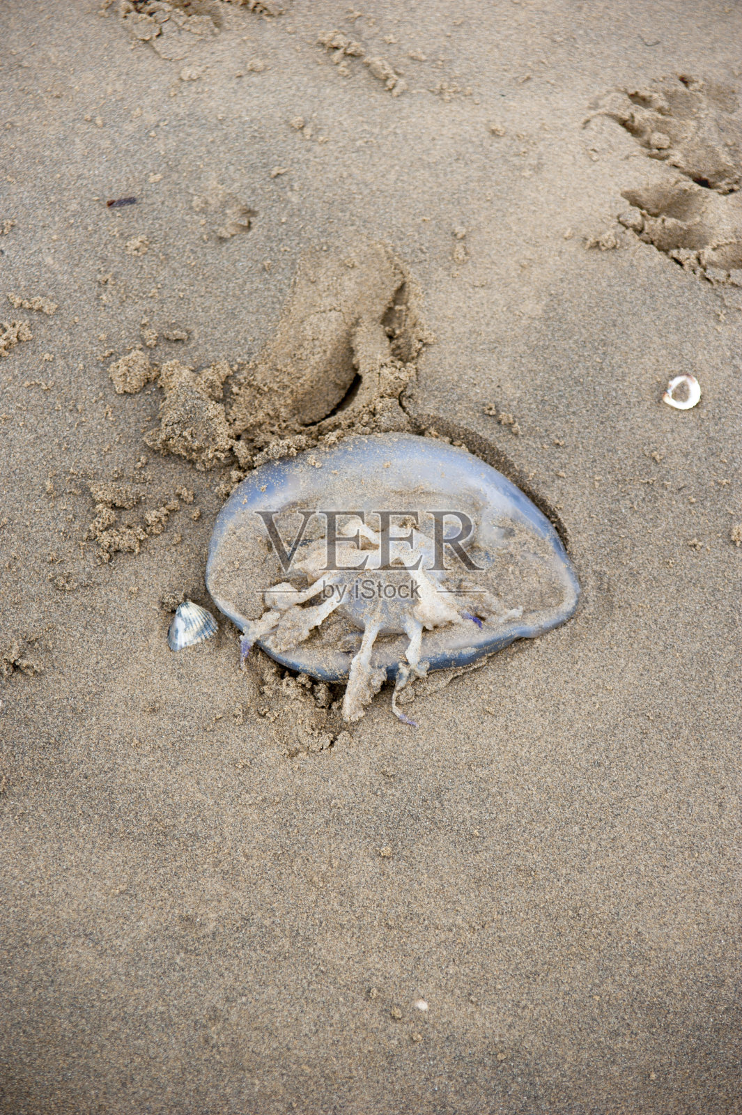 新鲜的水母，躺在沙滩上照片摄影图片