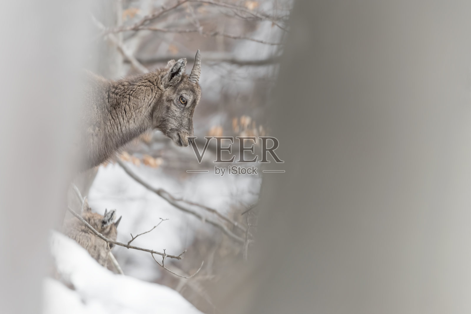 小野山羊藏在森林里(卡普拉野山羊)照片摄影图片