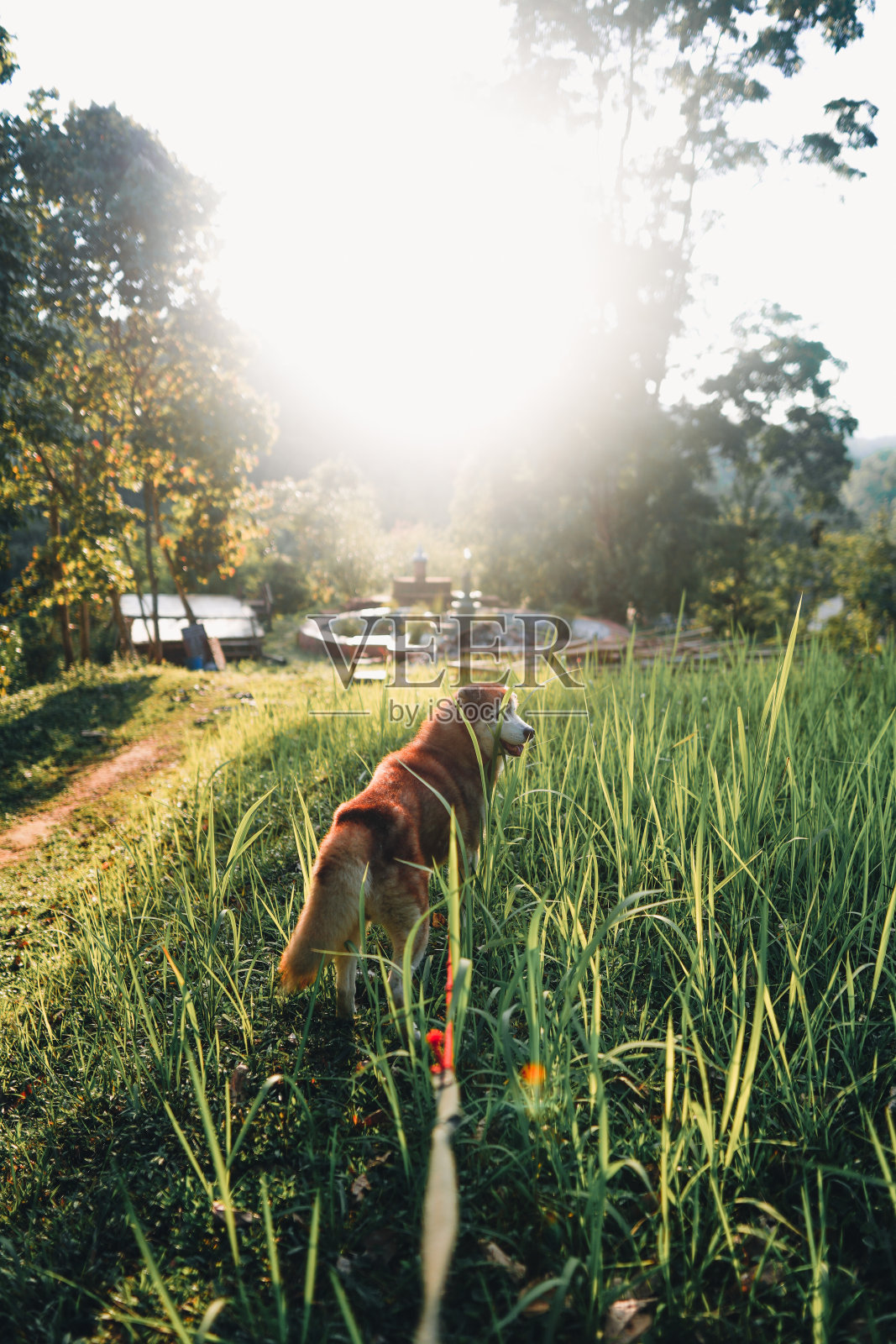 夏日傍晚，阳光照耀下的草地上草花盛开照片摄影图片
