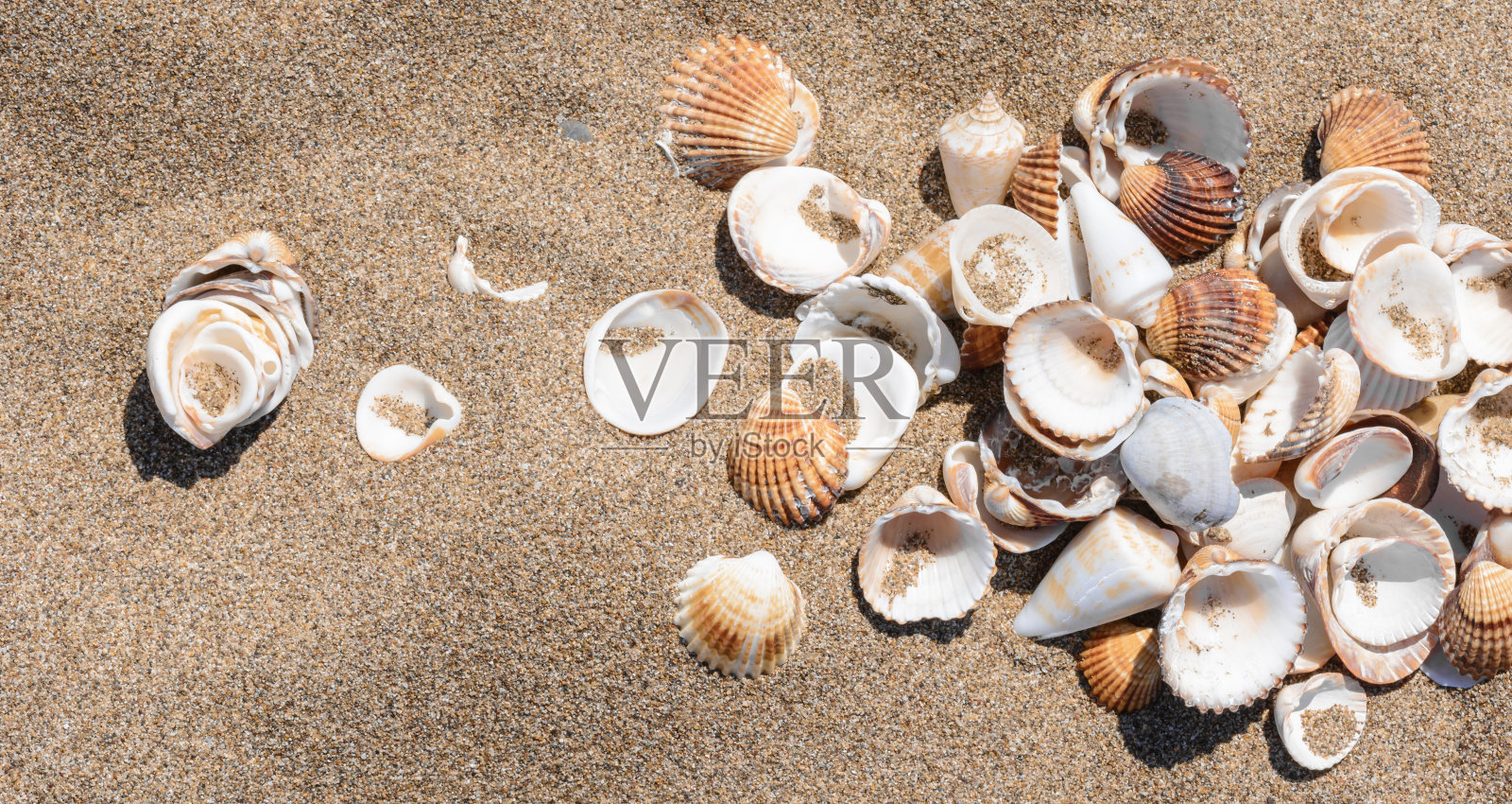 沙滩上的一群贝壳。照片摄影图片