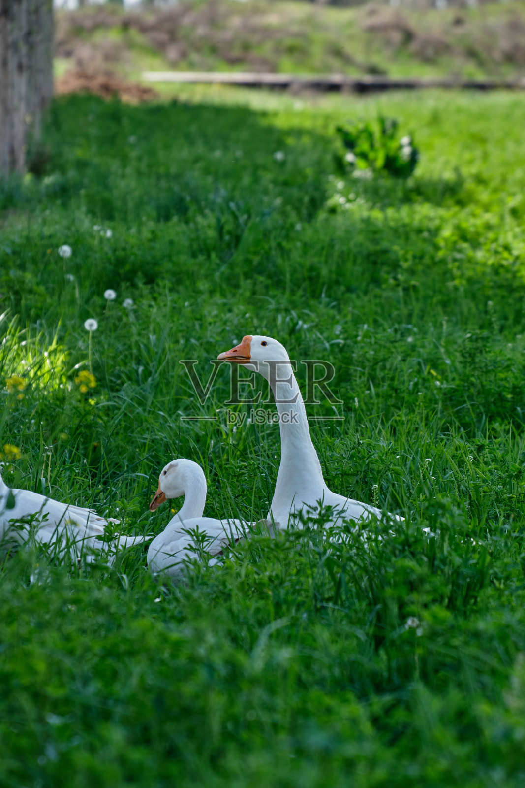草地上的白鹅在田野里散步照片摄影图片