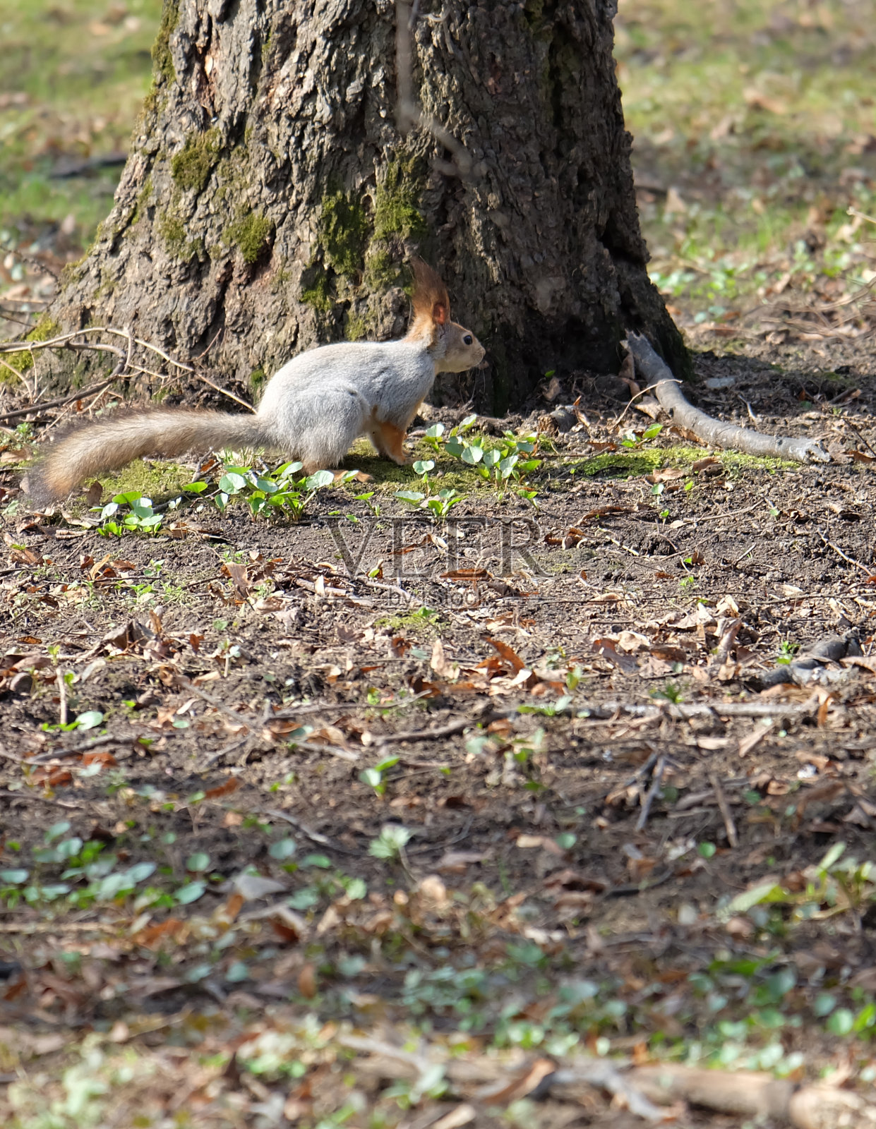 松鼠(Sciurus vulgarisу在公园的树干照片摄影图片