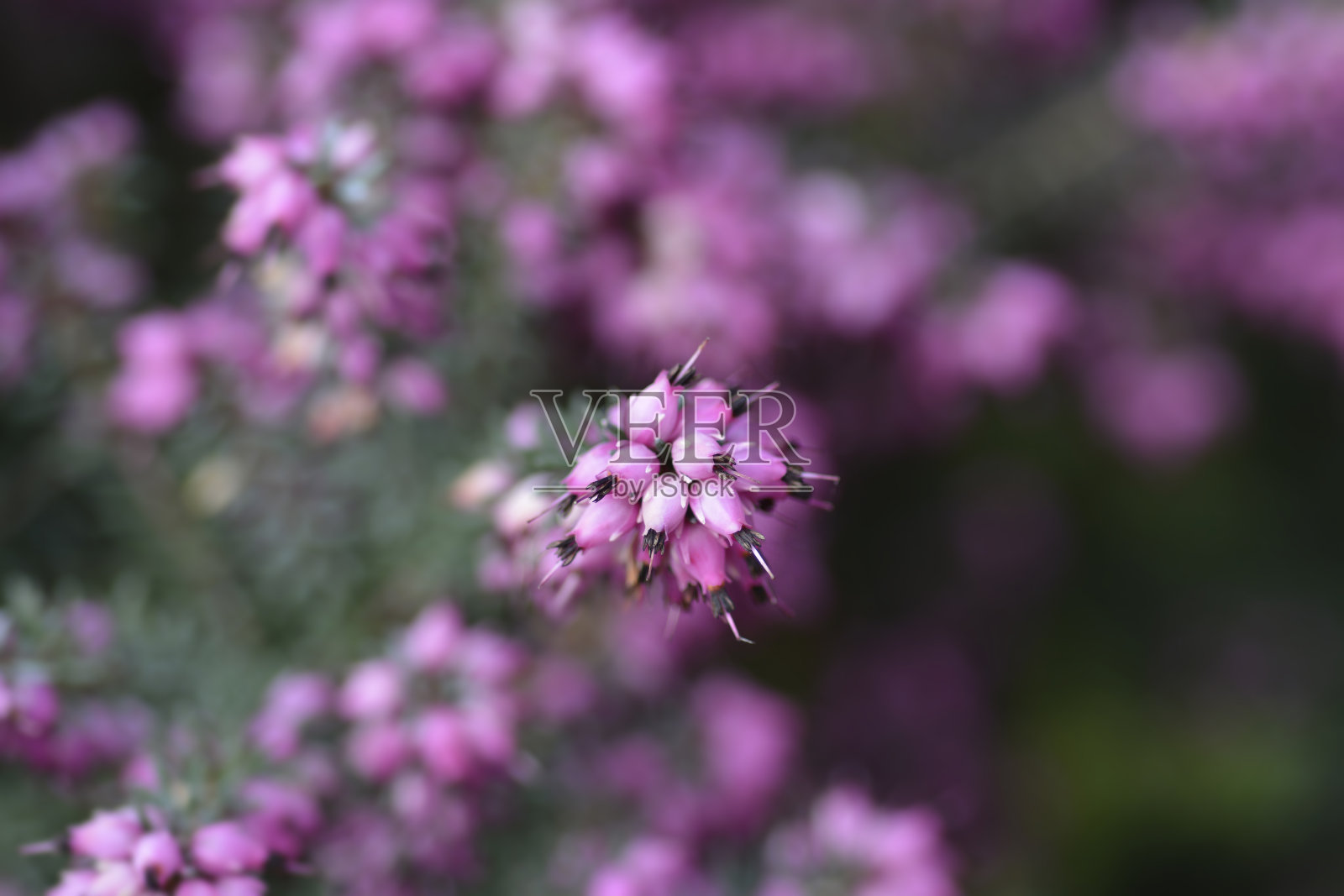 达利戴尔·希斯照片摄影图片