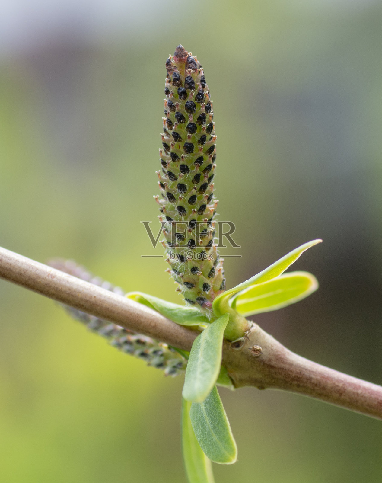 盛开的柳树(柳Integra Hakuro Nishiki)柳絮在早春。关闭了。细节。照片摄影图片