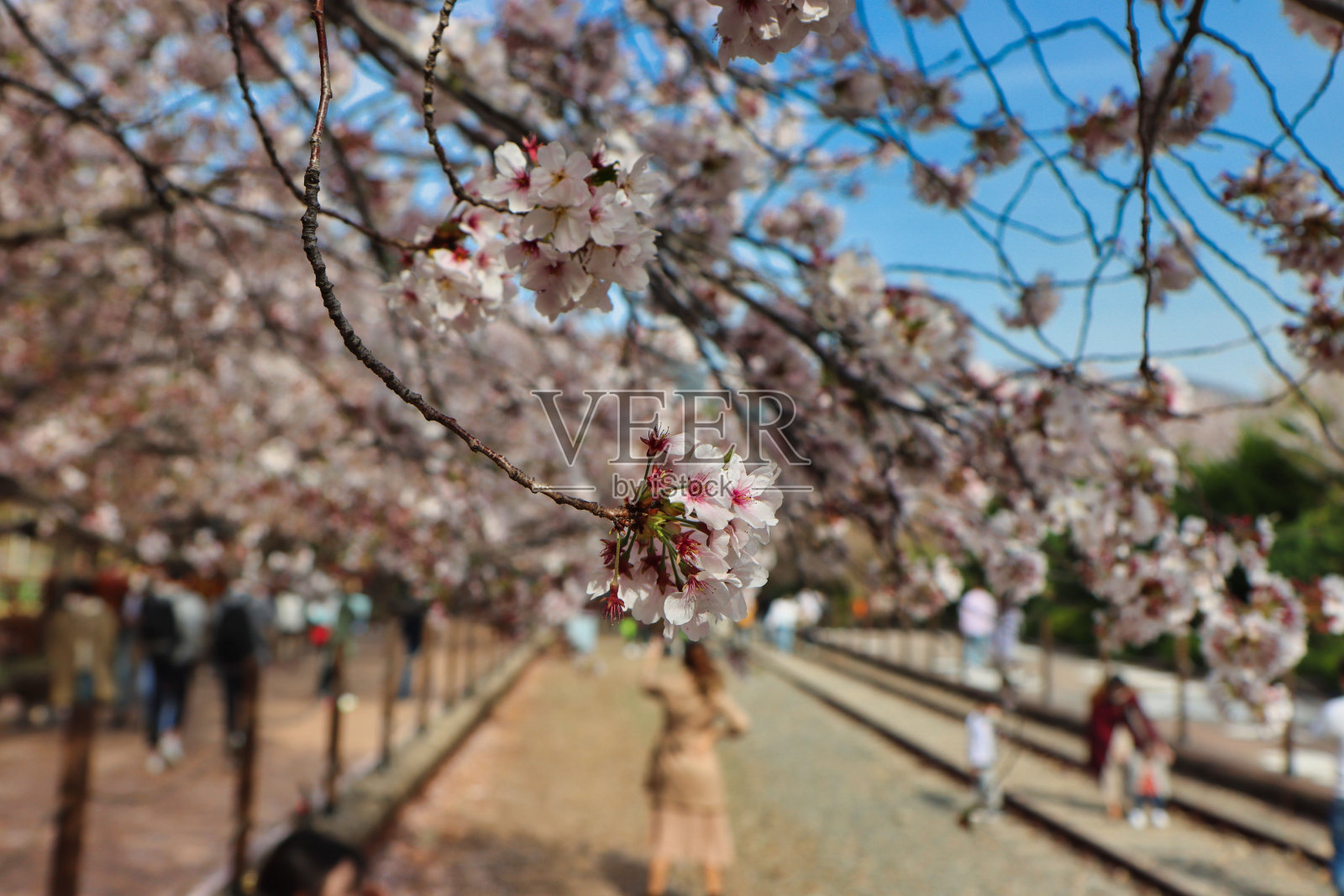 位于韩国昌原镇海庆和火车站盛开的樱花照片摄影图片