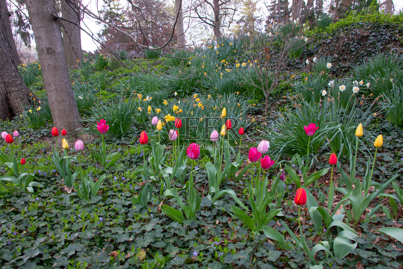 美丽的春天郁金香-霍华德县，印第安纳州照片摄影图片