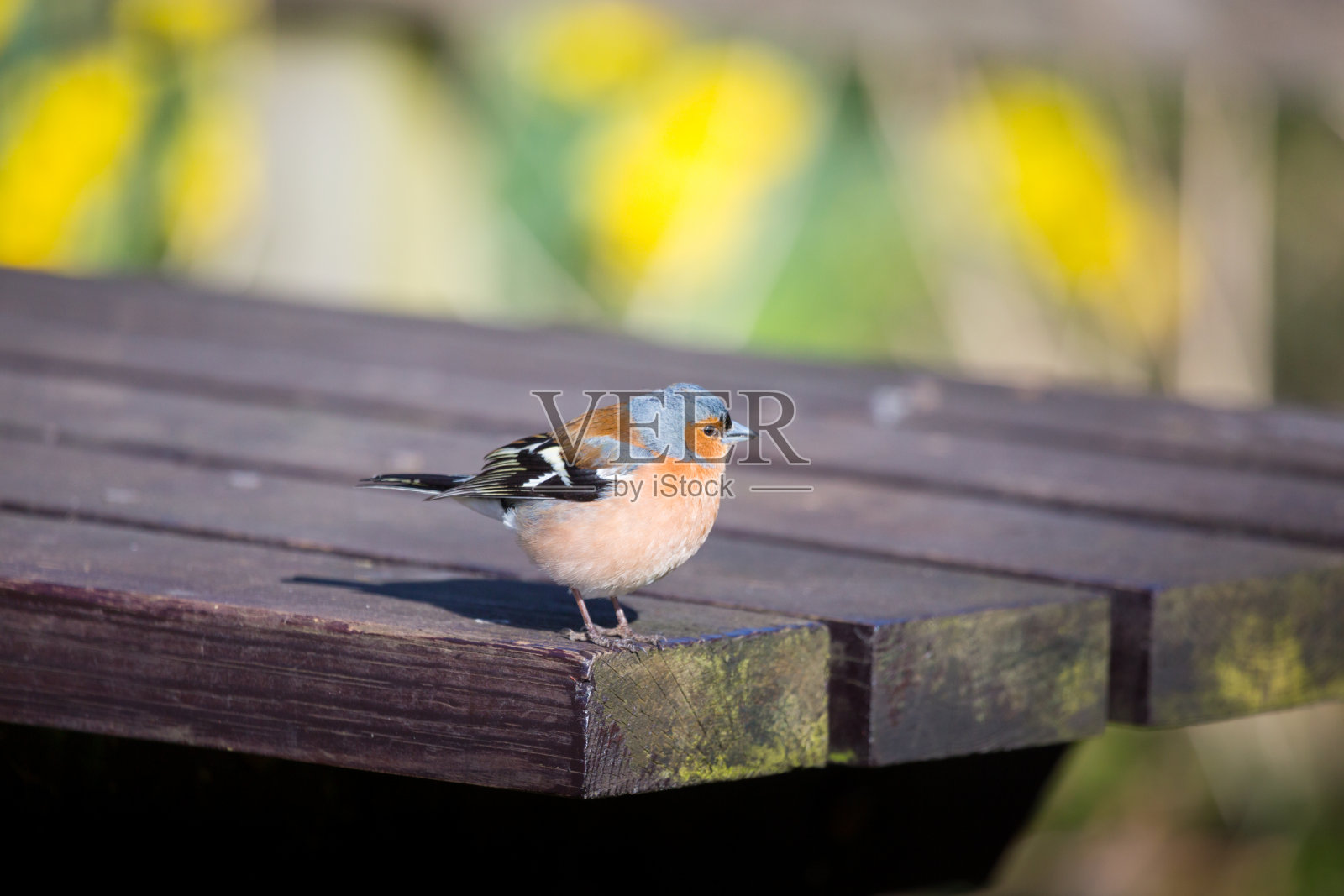 春天，一个阳光明媚的日子，一只雄性苍头燕雀在咖啡馆外的野餐长椅上等待蛋糕屑照片摄影图片