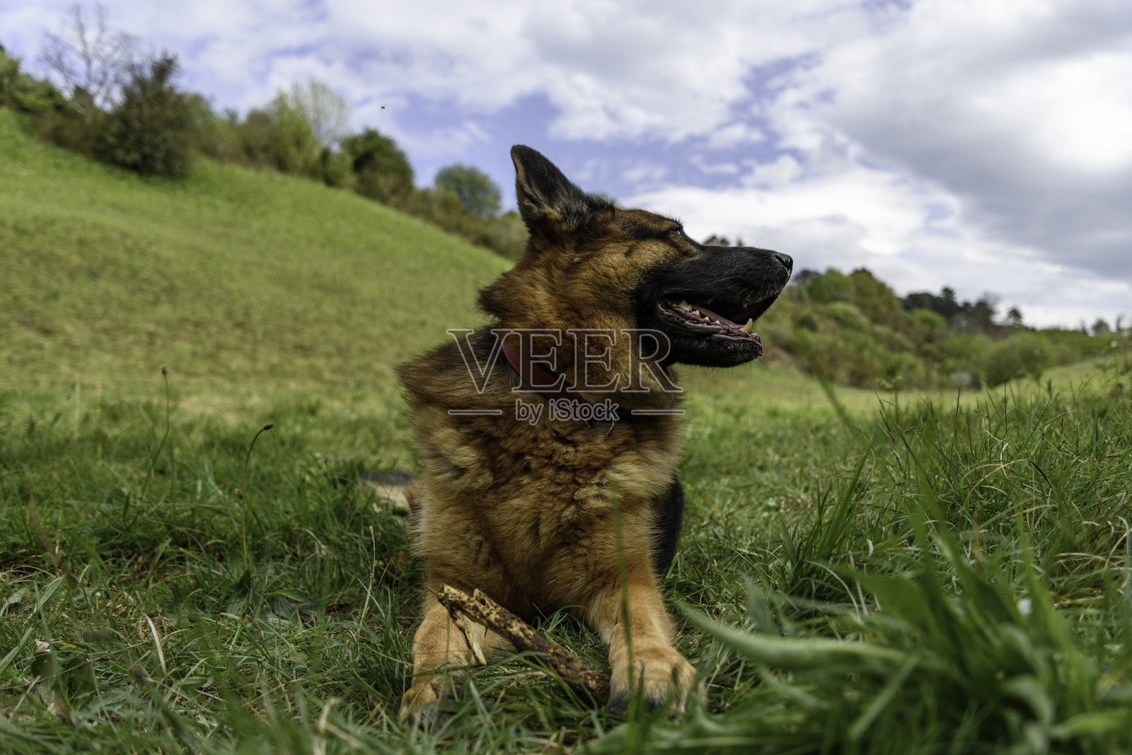 特写镜头:一只德国草狗躺在草地上，摆出狮身人面像的姿势，向照片的右侧望去，嘴半张着，手里拿着一根棍子照片摄影图片