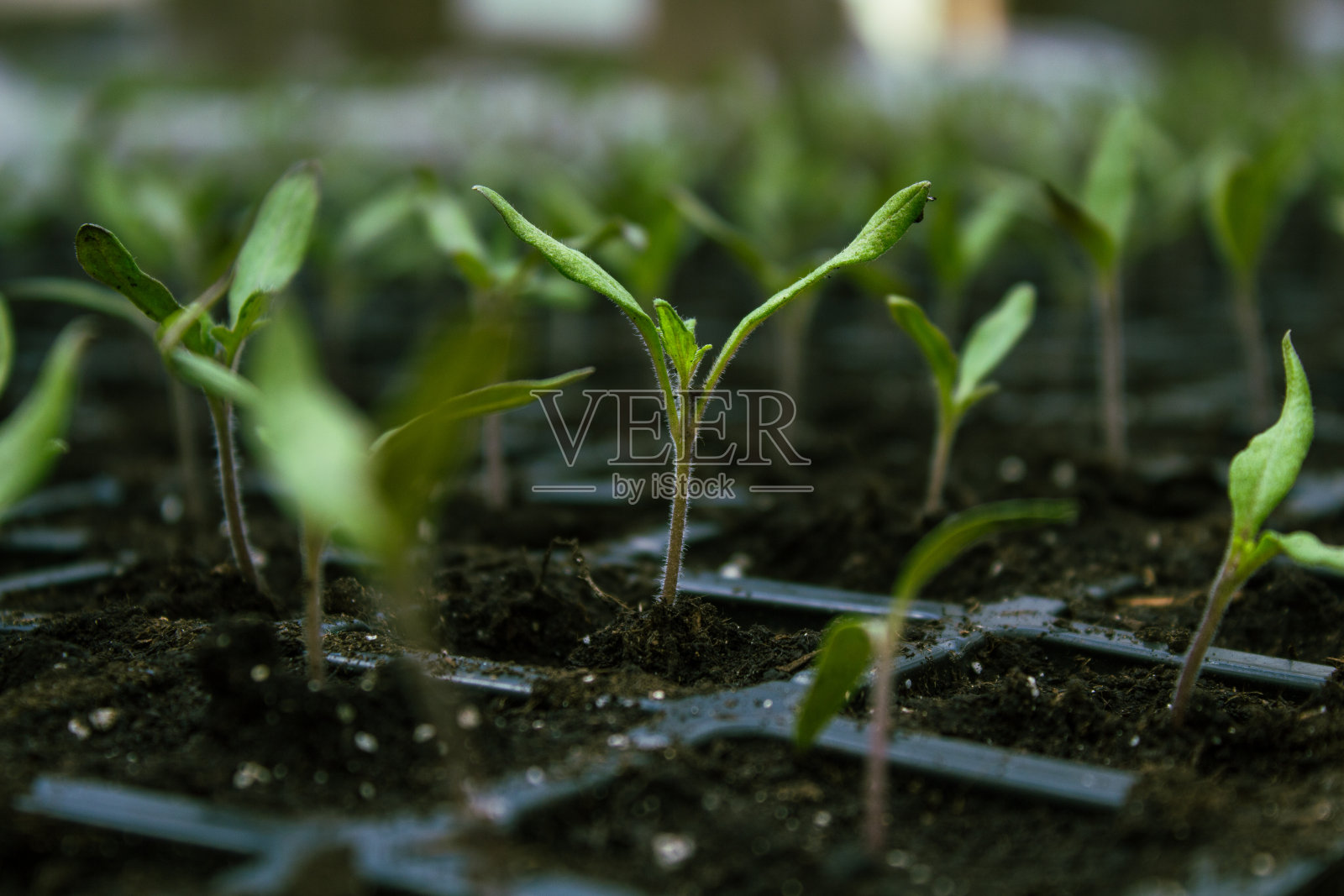 温室里装着许多小番茄苗照片摄影图片