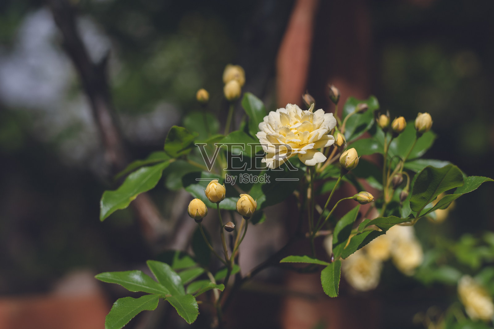 一个盛开着黄色玫瑰的花园。照片摄影图片