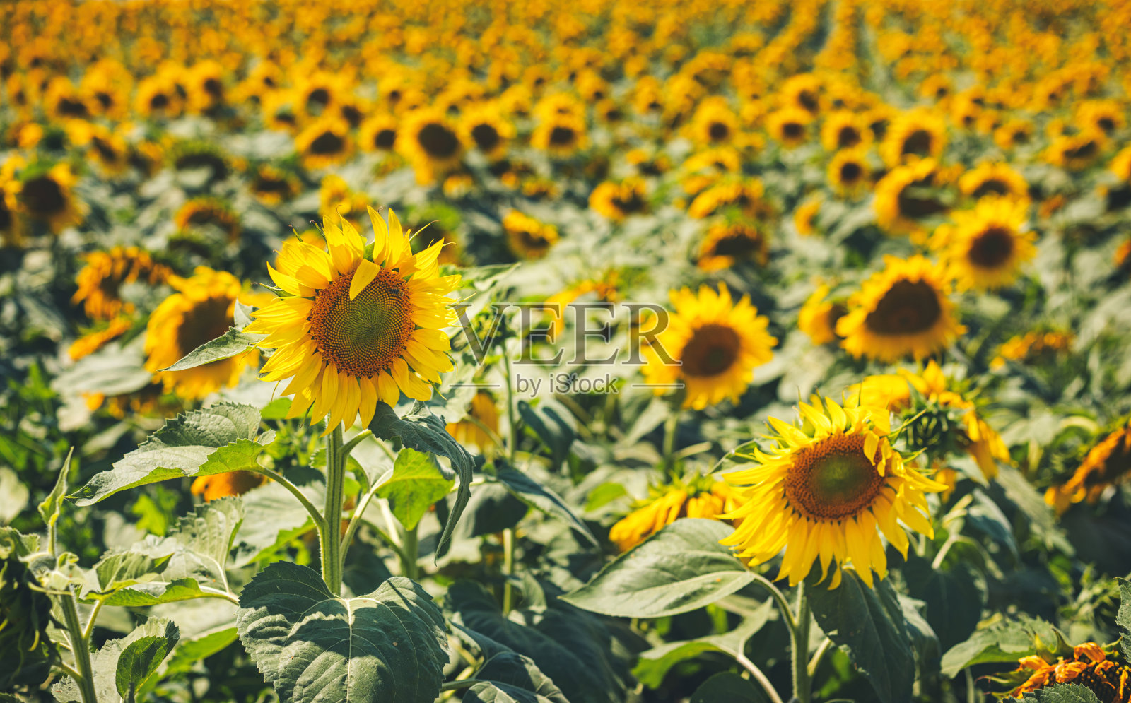 美丽盛开的向日葵田照片摄影图片