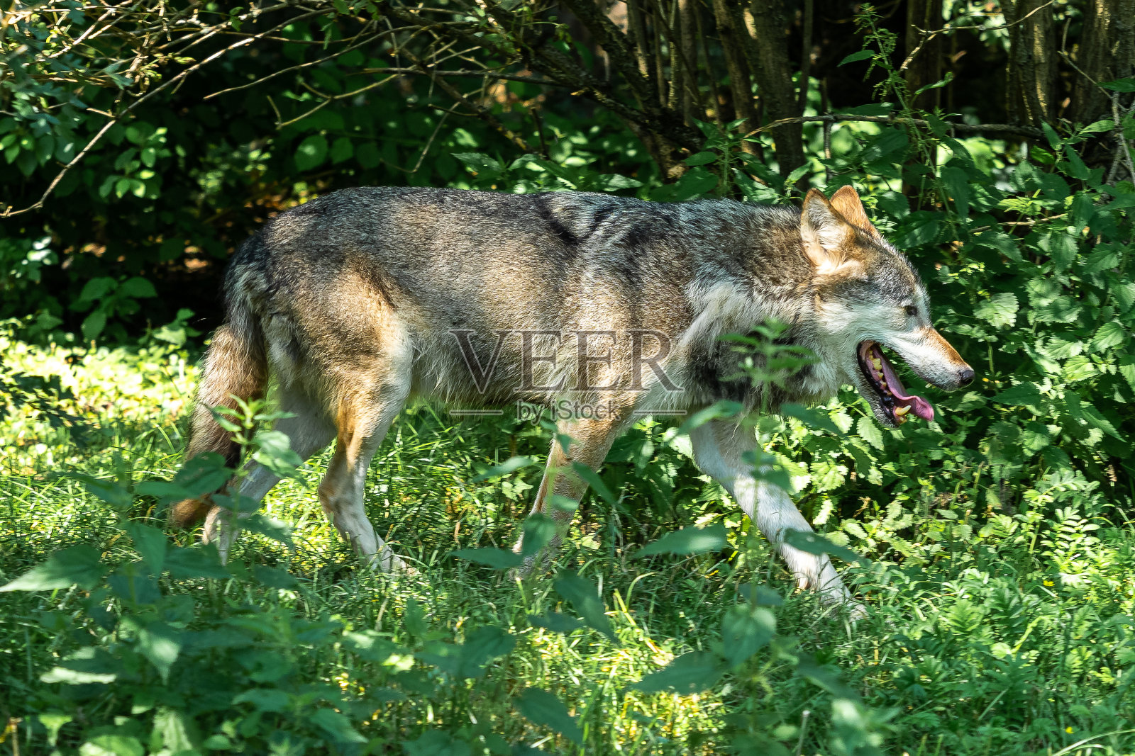 德国公园里的欧洲灰太狼照片摄影图片