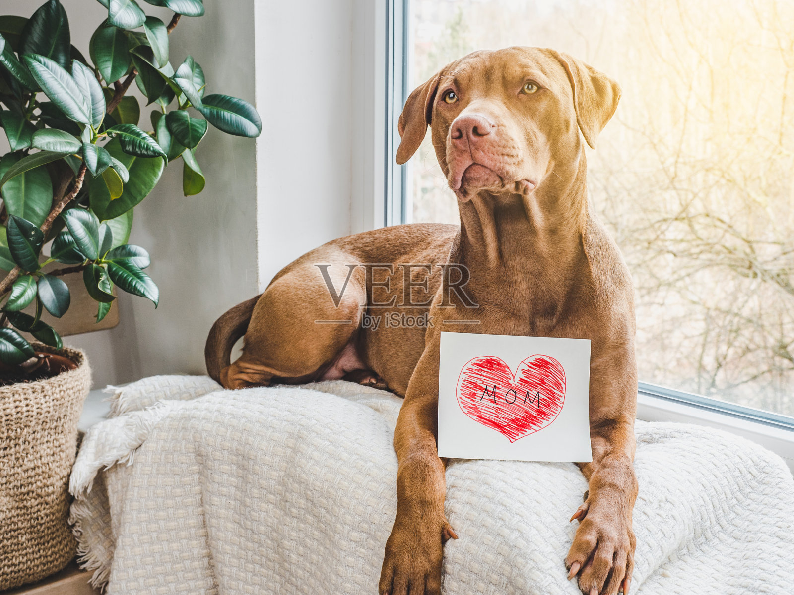 可爱的，漂亮的棕色小狗。特写镜头照片摄影图片