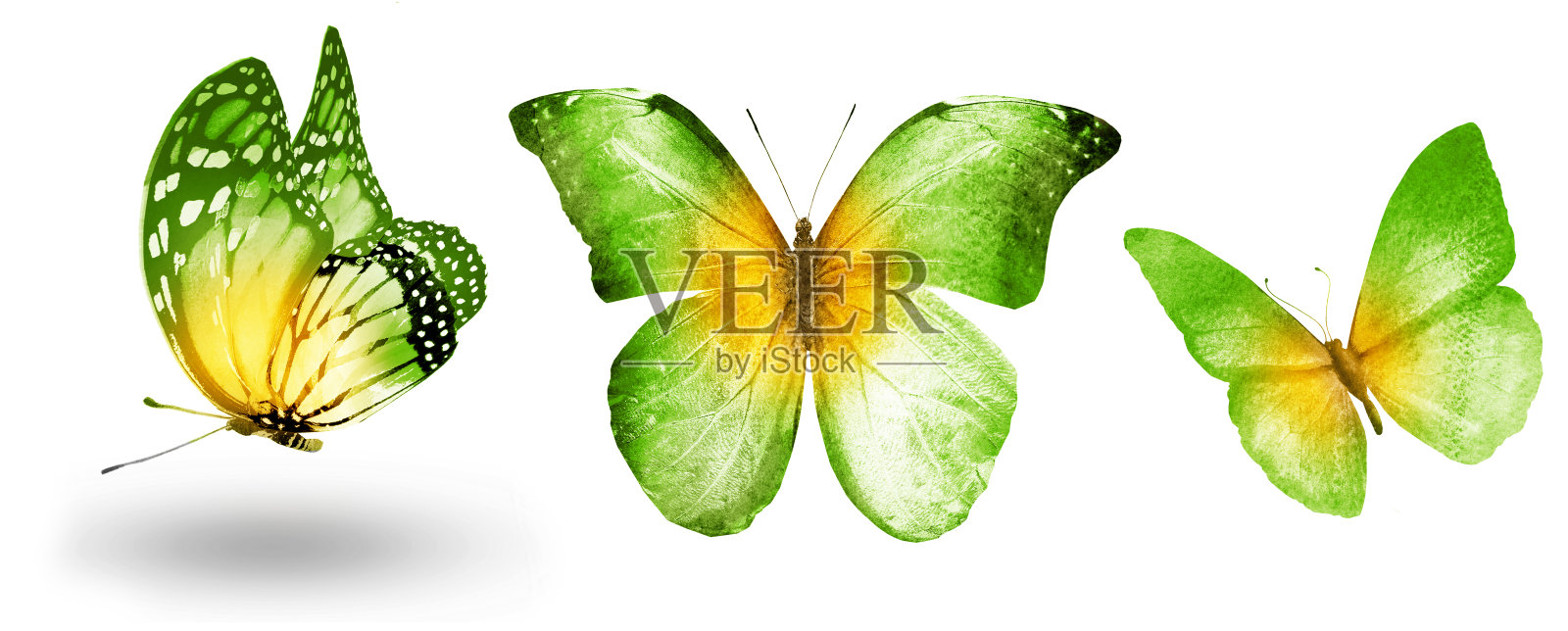 三只水彩蝴蝶，孤立在白色的背景上照片摄影图片