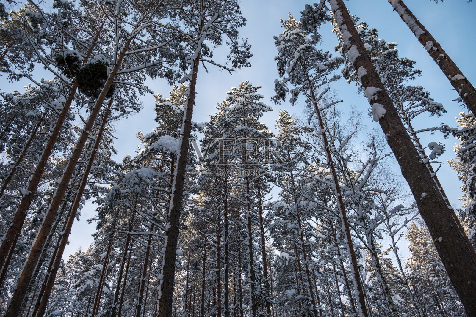 树干墙在冬天的森林覆盖着积雪和阳光照耀照片摄影图片