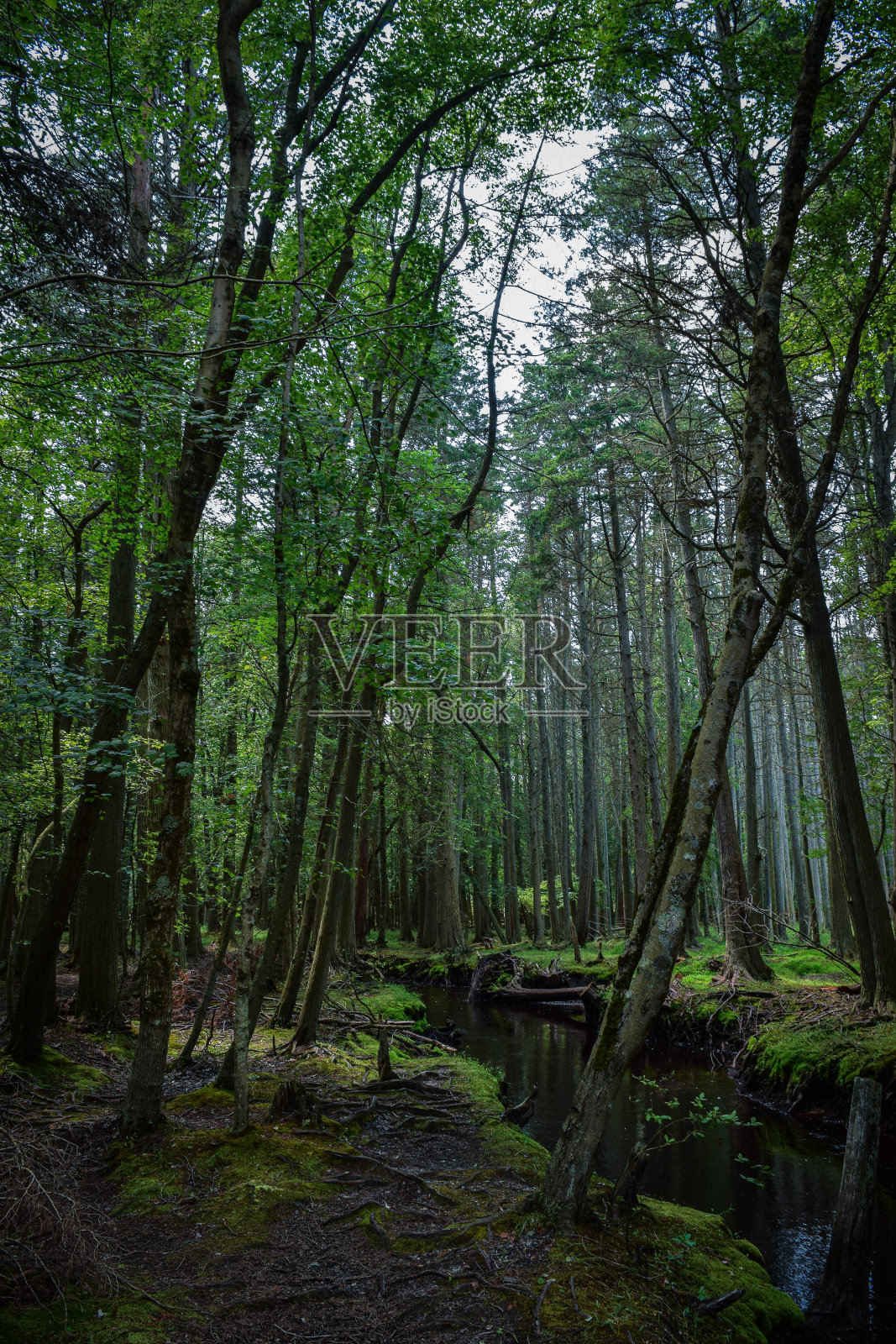 诡异的森林照片摄影图片