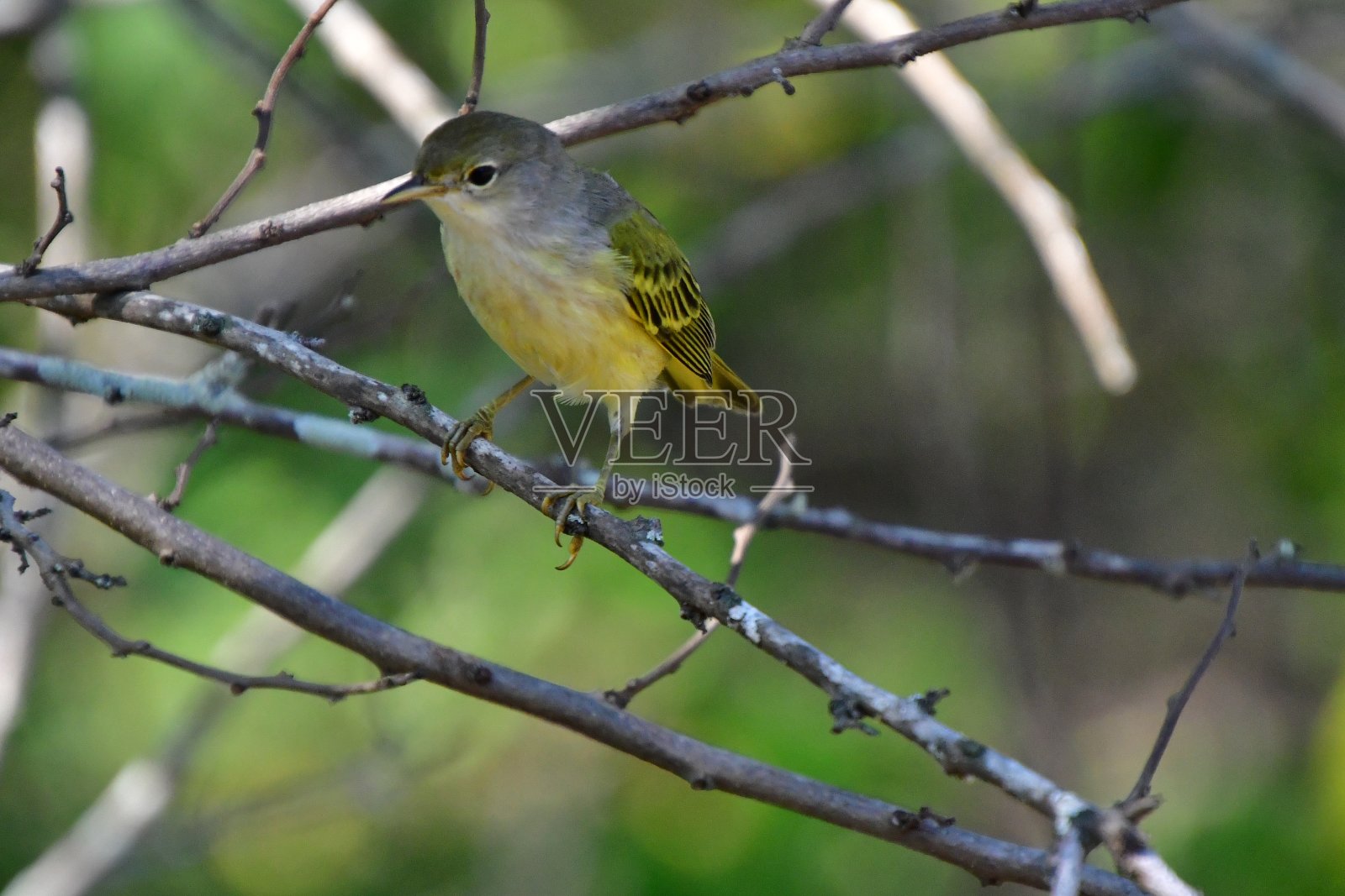 鸟照片摄影图片