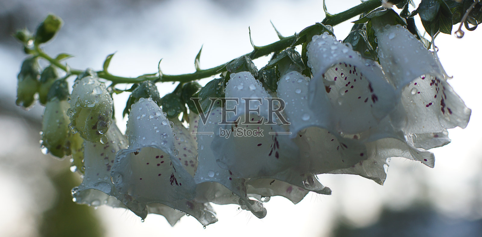 精致的白铃排列在一根树枝上照片摄影图片