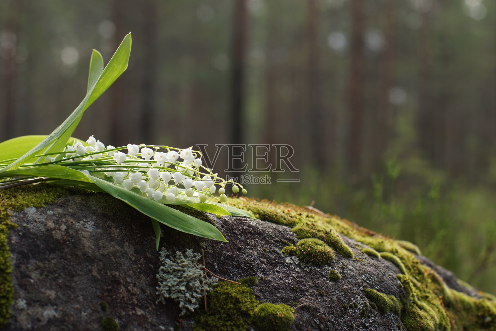 铃兰躺在长满苔藓的石头上照片摄影图片