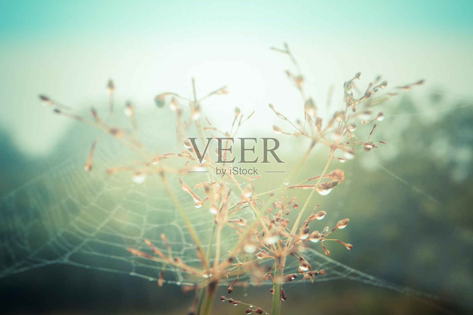 绿草花与露珠清新的户外自然放松照片壁纸背景照片摄影图片