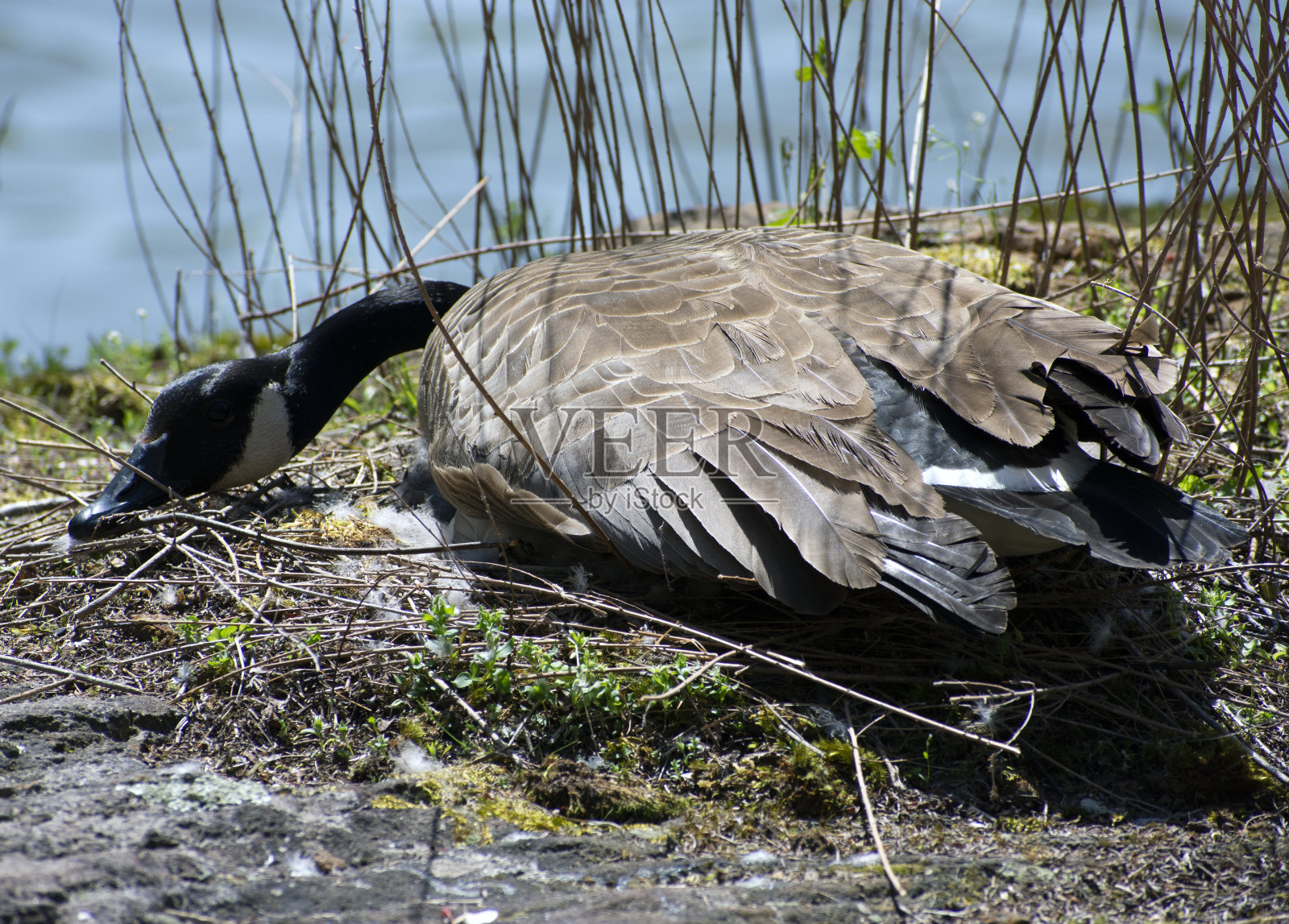 一只加拿大鹅弯下腰去孵蛋。照片摄影图片