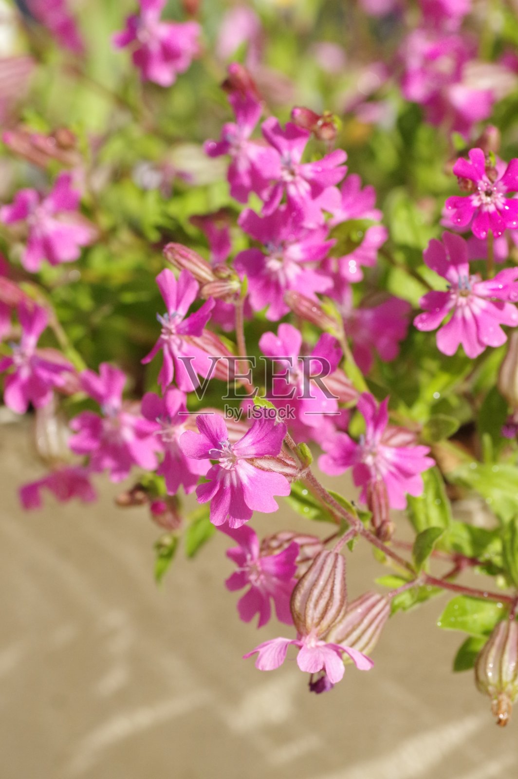 Silene 钟摆花照片摄影图片