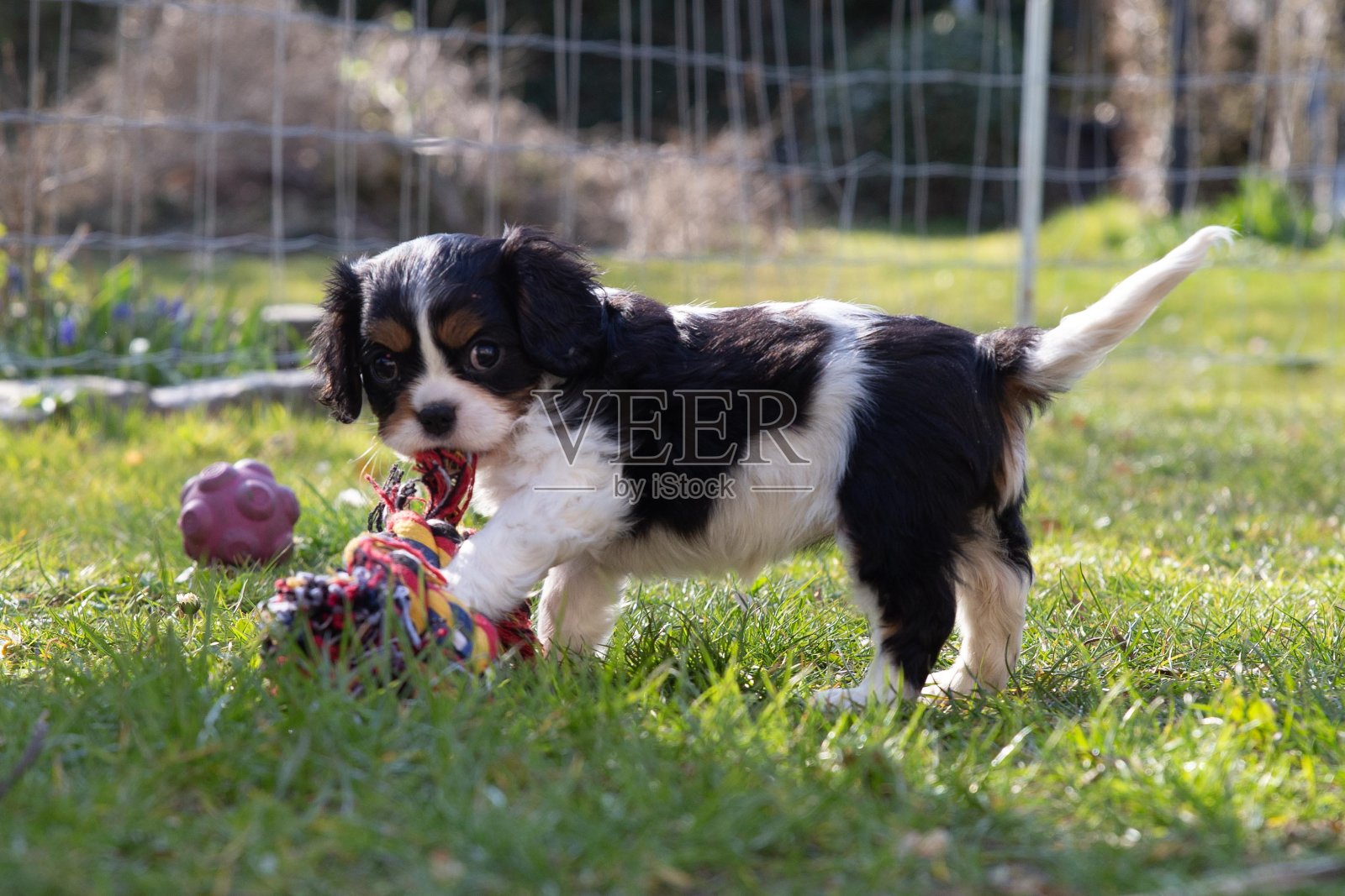 美丽的查尔斯国王骑士小猎犬照片摄影图片