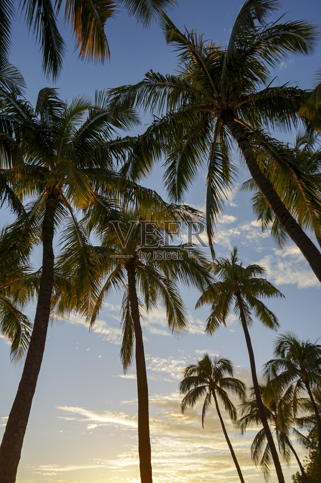 日落时海滩上的棕榈树，威基基海滩，檀香山，瓦胡岛，夏威夷，美国照片摄影图片