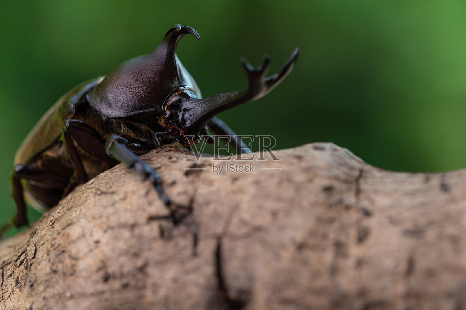 雄性甲虫。照片摄影图片