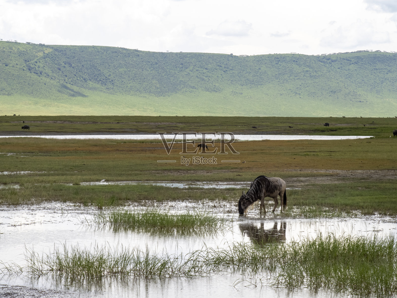 2020年3月1日，非洲坦桑尼亚恩戈罗戈罗火山口:角马在恩戈罗戈罗火山口的水中迁徙照片摄影图片